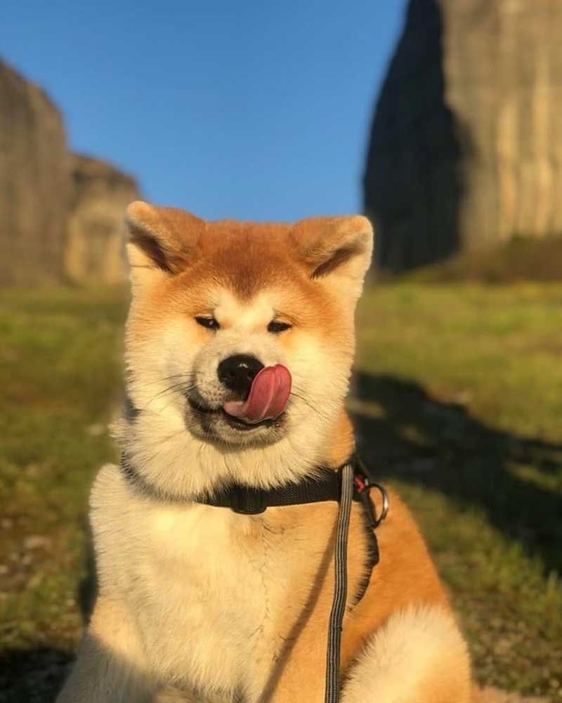 Akita Inu Breeders Tenjoukai Kensha